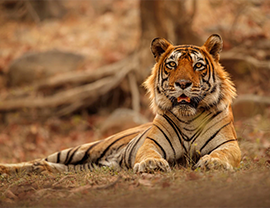 Wildlife